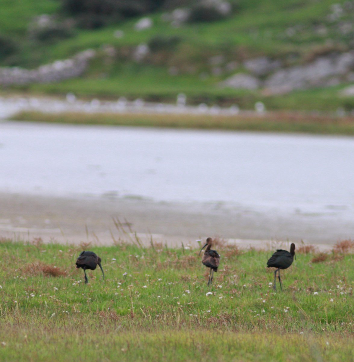 Maurice Hanafin tweet media