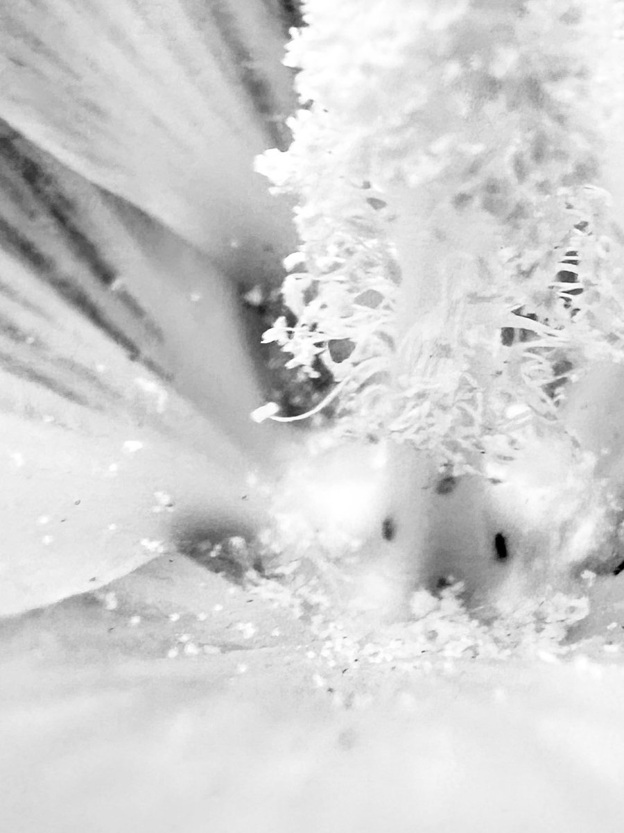 JuliaMaikut's tweet photo. #day247 beauty is in the details… #street #challenge #challenge365 #perspective #challengephoto #challengephoto365 https://t.co/boIZd65DAH