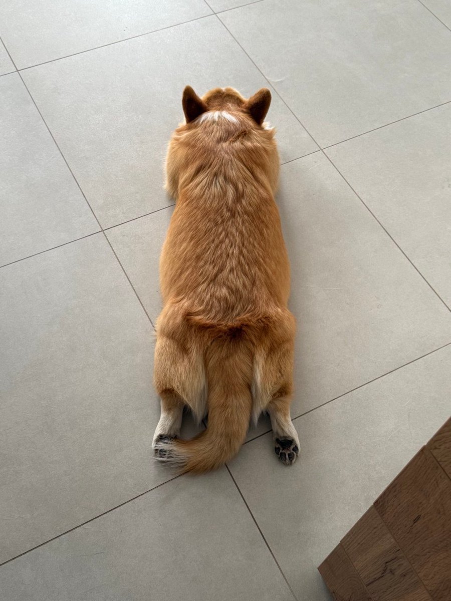 first reply with the correct age of $DENNY gets $10 in SOL 🐶💸
- only 1 attempt per account
- if you already won before, you’re not eligible this round