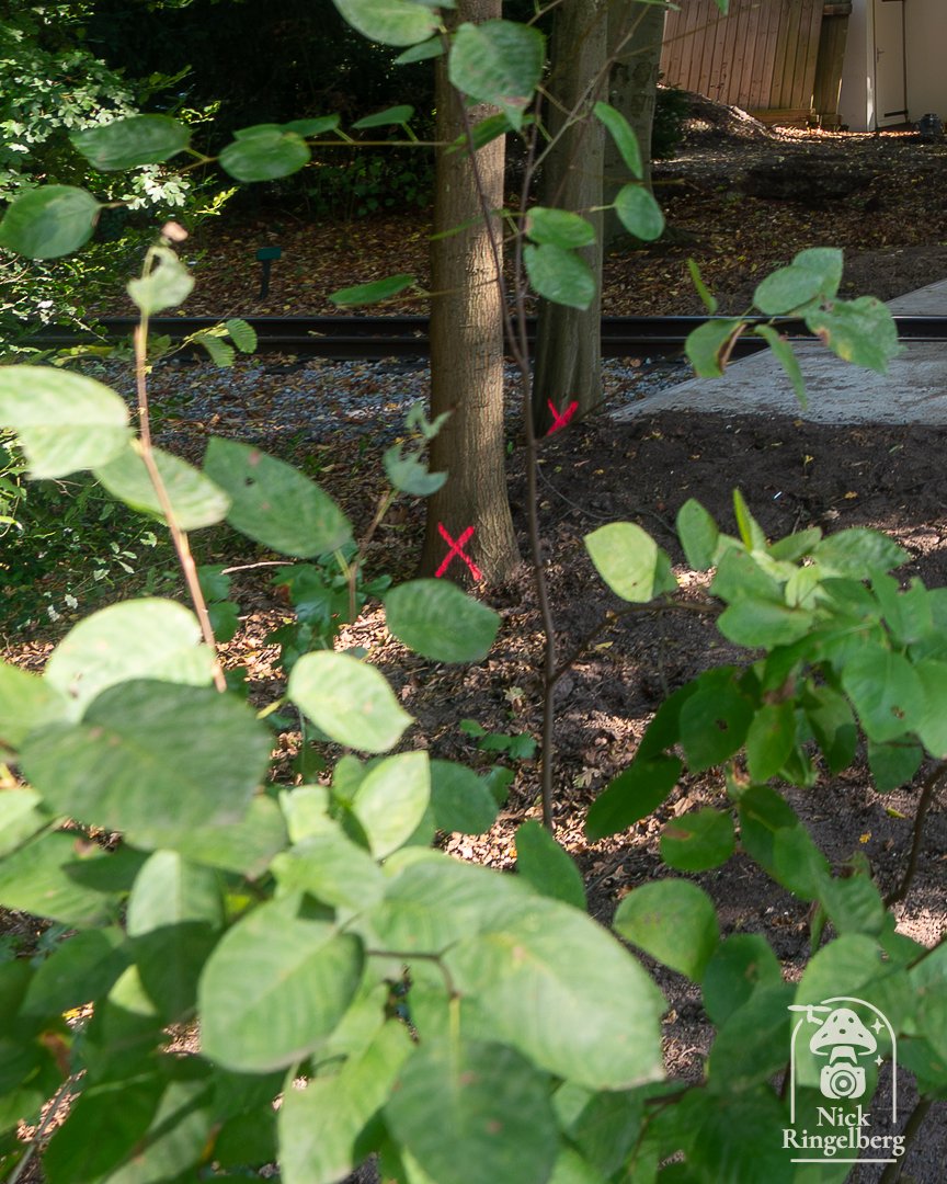 RingelbergNick's tweet image. Een spoorweg overgang?!? Voor eventueel bouwverkeer of voor de bezoekers? Dus een 4de uit/ingang vlak bij droomvlucht?

#efteling #sprookjesbos #spoor