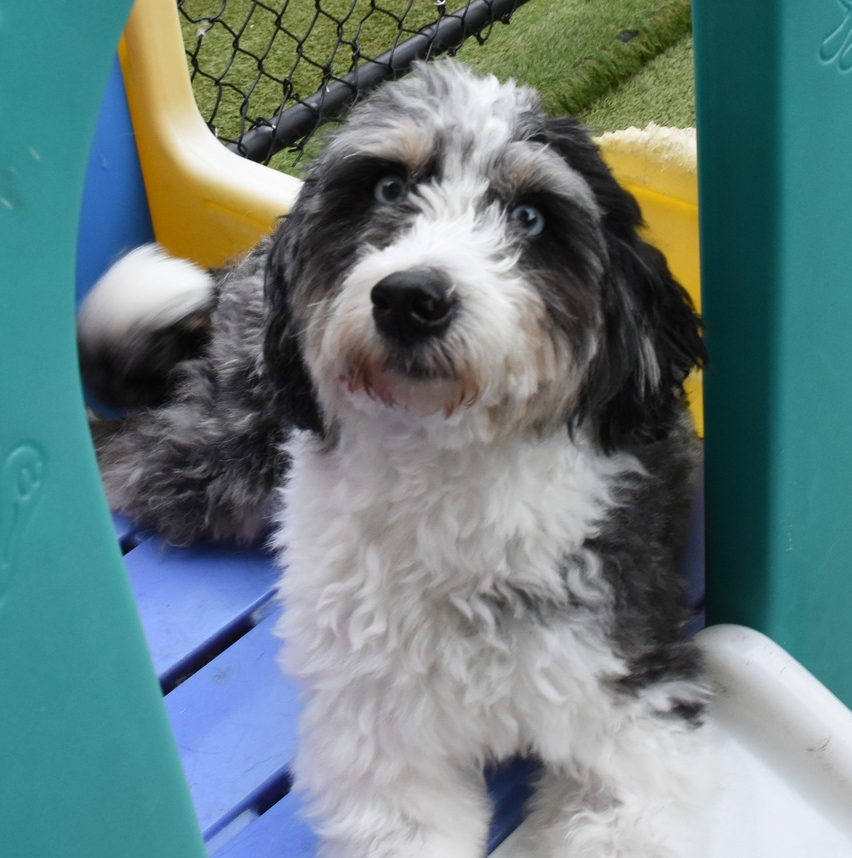 BowWowFunTowne's tweet photo. Dogs are more than just pets-they’re family. Building a strong bond with your dog should be a high priority. And you can do it by using these effective ideas...
https://t.co/2iU1oxuVSU https://t.co/BWddQuoWvU