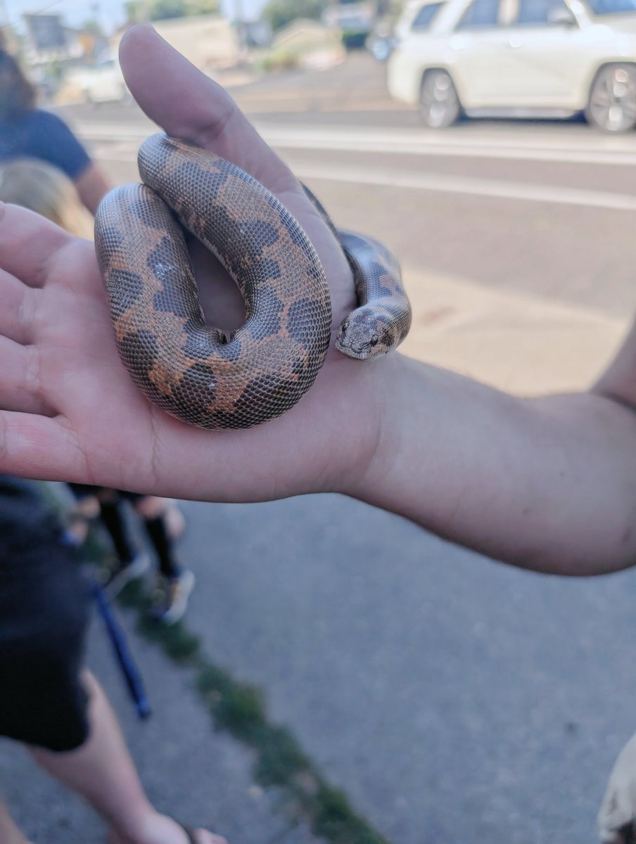 Lust 🏳️‍⚧️ tweet media