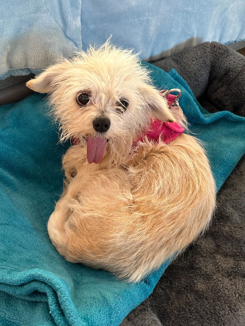 When your boss calls to ask if you can pick up an extra shift at the cute factory.

#muttvillesf #seniordog #dogrescue #rescuedog #adoptdontshop