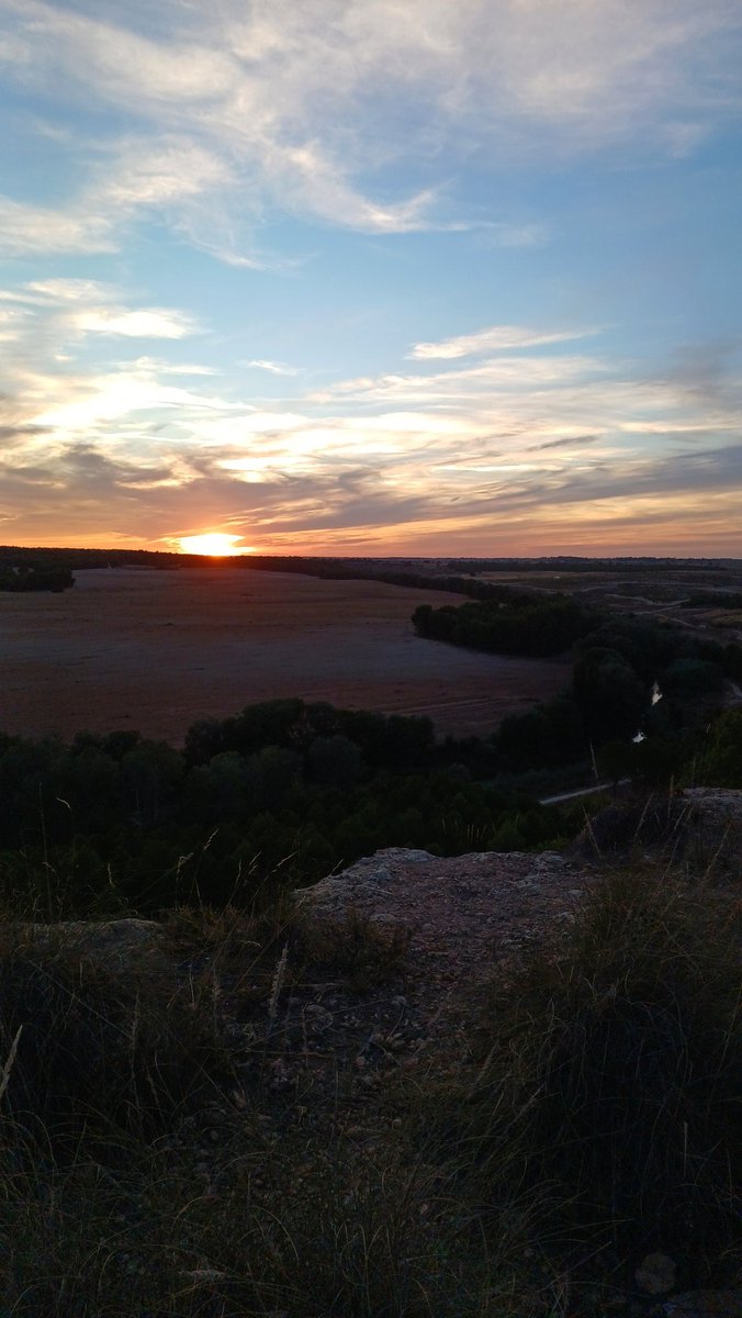 Manuel J. Salesa 🦴🐺🦓🦝🐯⛏ tweet media