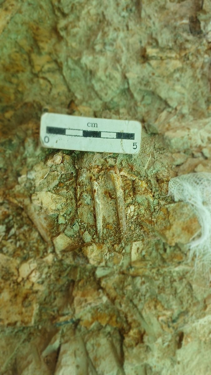 Manuel J. Salesa 🦴🐺🦓🦝🐯⛏ tweet media