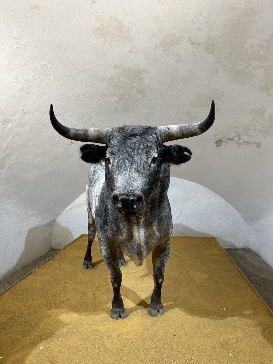 David Candilejo💚💙 (@dcandilejo) on Twitter photo 