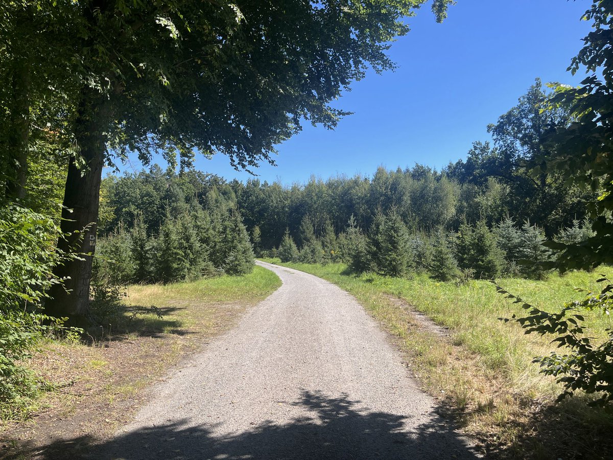 Unterwegs im Karswald bei Fischbach a. d. Schwarzen Röder, August 2025.