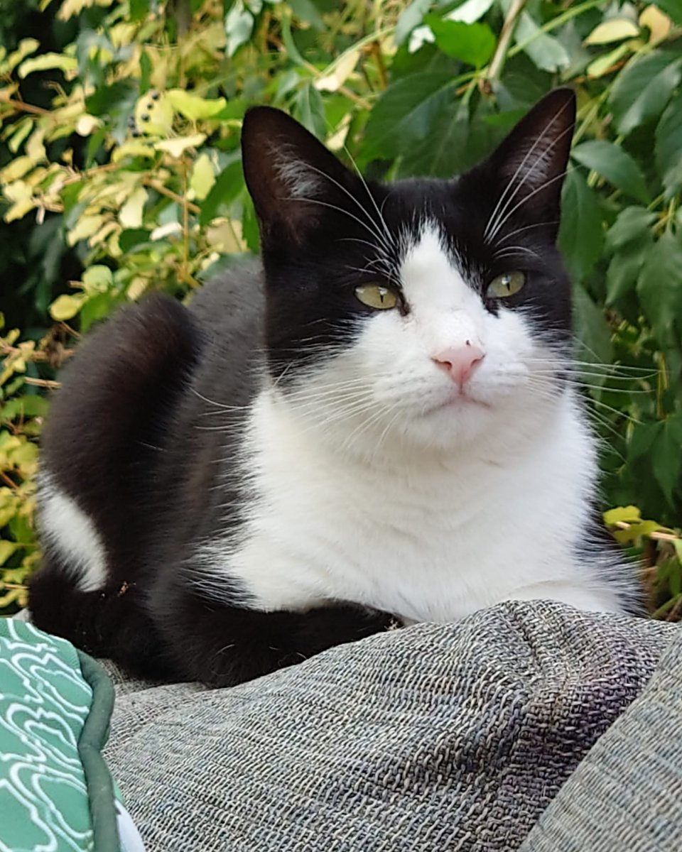 Badger says Happy Caturday!