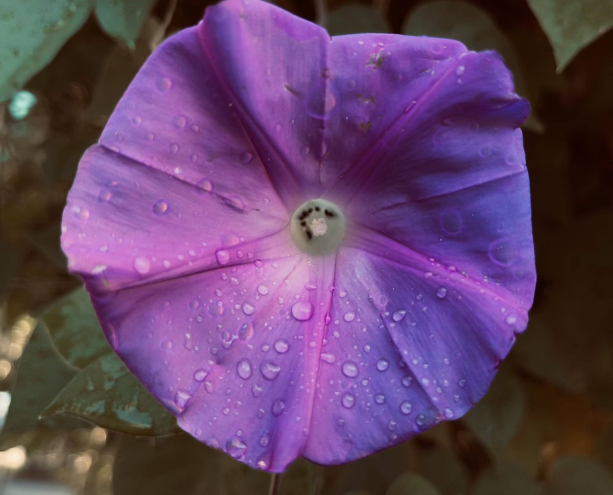 EclecticIris's tweet photo. #FlowersOnFriday #MorningGlory
#SeptemberFlowers https://t.co/seXn898D4n
