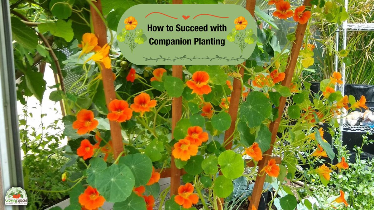 Companion planting is a great tool to utilize in your dome greenhouse and your garden. Learn the benefits and how to choose the best plant companions.  
growingspaces.com/blog/how-to-su… 

#companionplanting #GrowingSpaces #domegrown