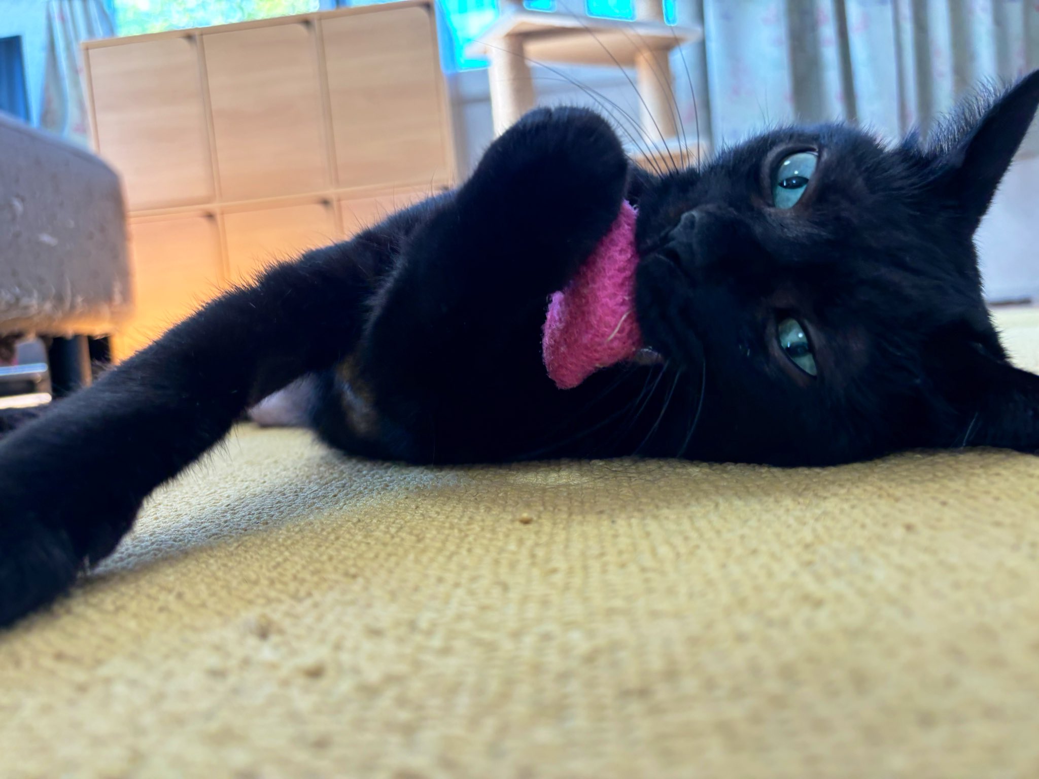 黒猫のわ〜る様 るう on X: 