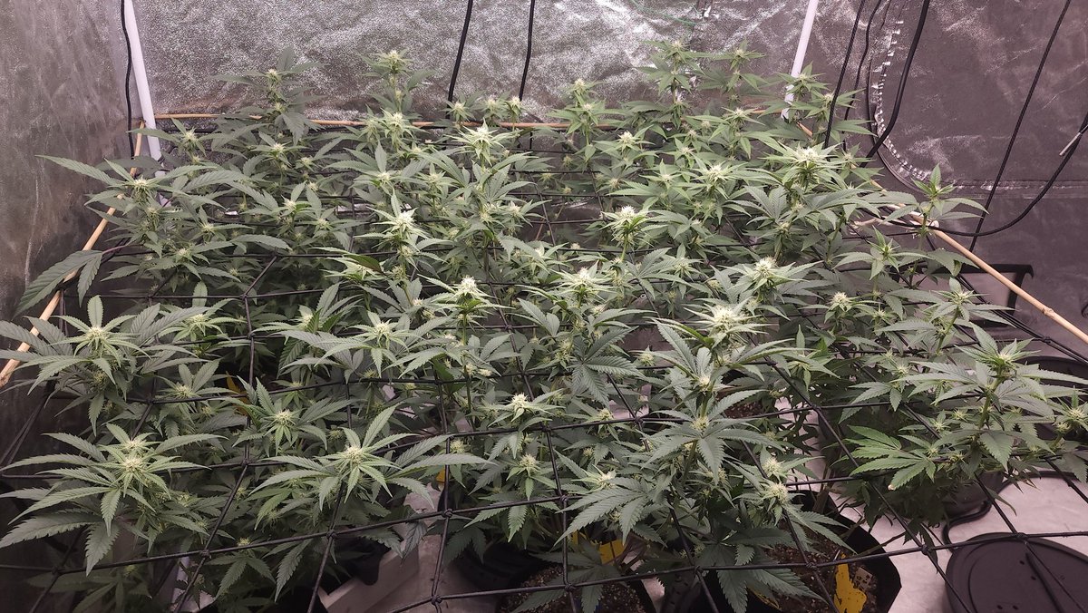 Getting better with the spread. Still needs work. If I did all 6 Miami Mami #3 this would be filled way better. Only got 3of em. I think i can fit 9 in here tho  🤔 Another time I guess
#Pot_break