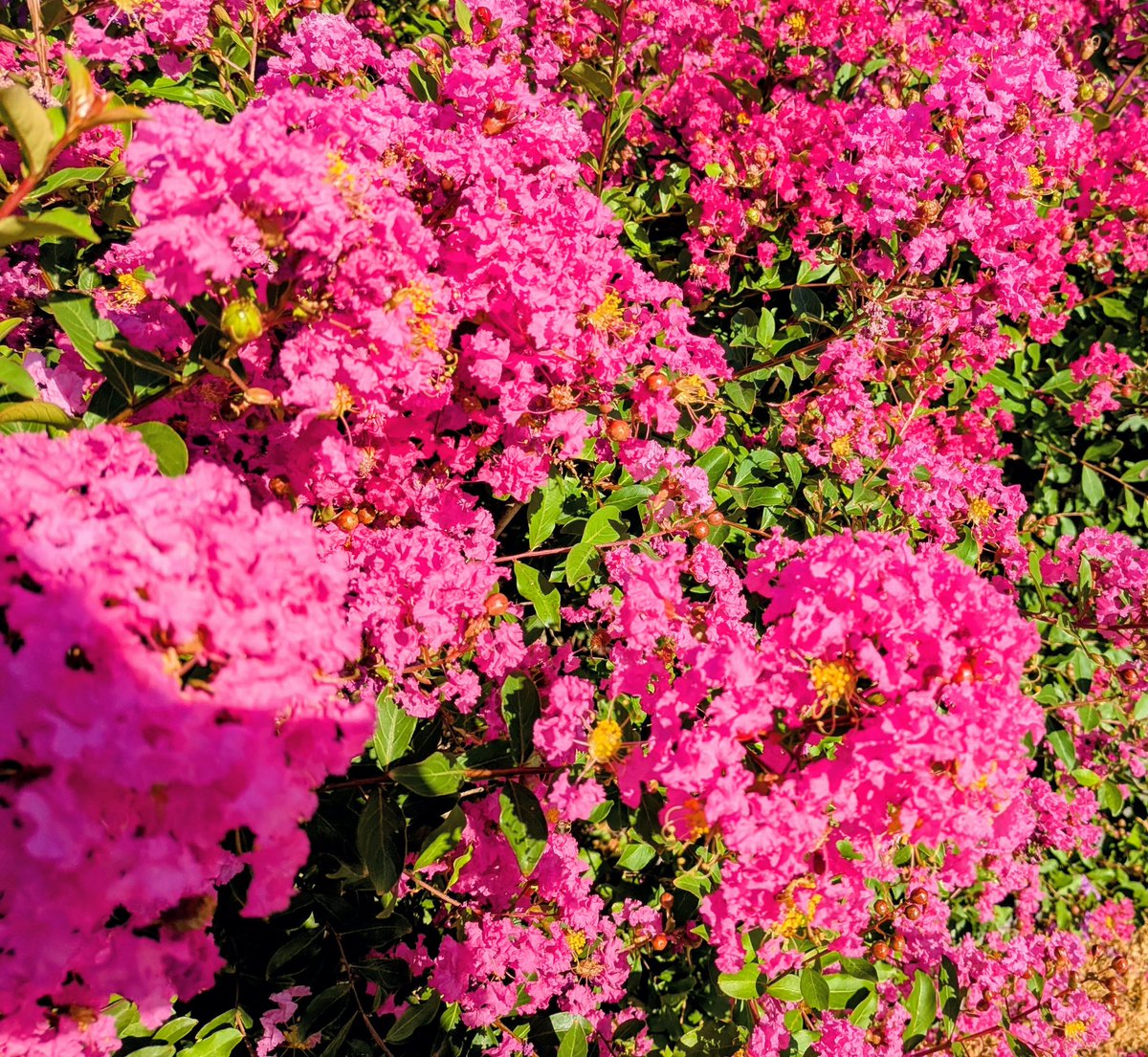 おはよーございます😊
雨が降ったからか草花が元気になってるー🌺🌺🌺
少しは涼しくなるのかな？