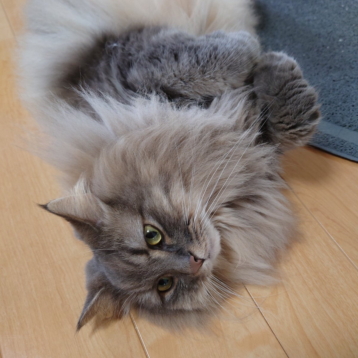 はやくこれになりたい