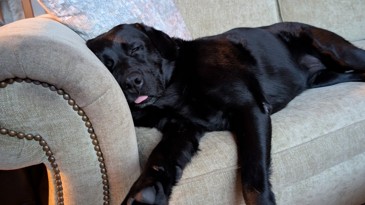 canlungdoc's tweet photo. When you are wiped after playing with your annoying puppy brother all day...
#labradorretriver #dogsofX https://t.co/EWs8Jt7OKb