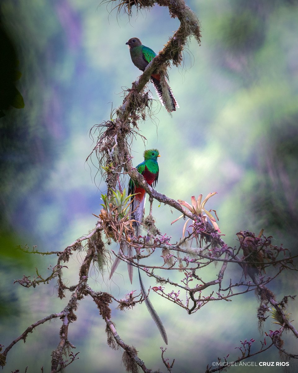 El nombre del #Quetzal (Pharomachrus mocinno) proviene de "quetzalli", lengua náhuatl que significa precioso o bello. ✨

Es un ave exclusiva de Mesoamérica, habita en los bosques de niebla del sureste de México hasta el norte de Panamá. #SomosNaturaleza 🌿🌧️🌳