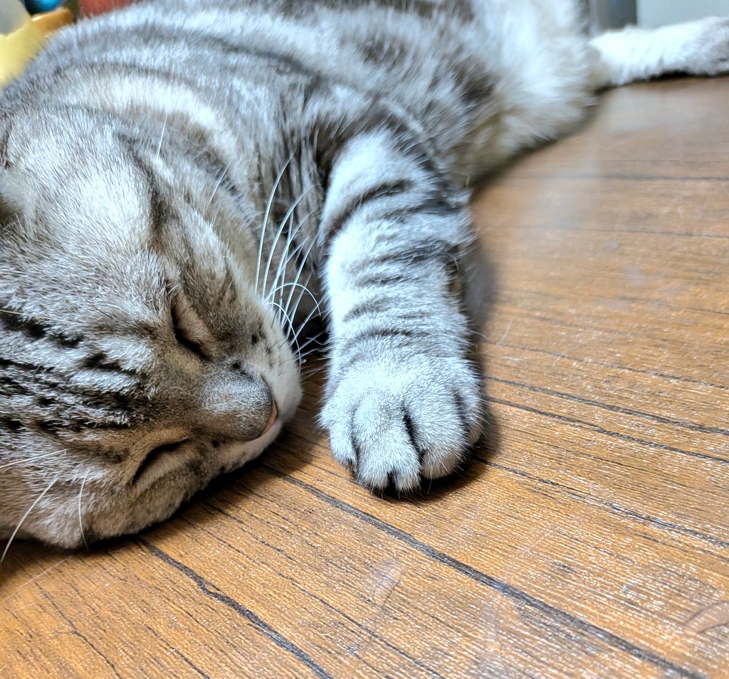 chachako56's tweet photo. おはようございます🐱 https://t.co/vMhvd19DMu