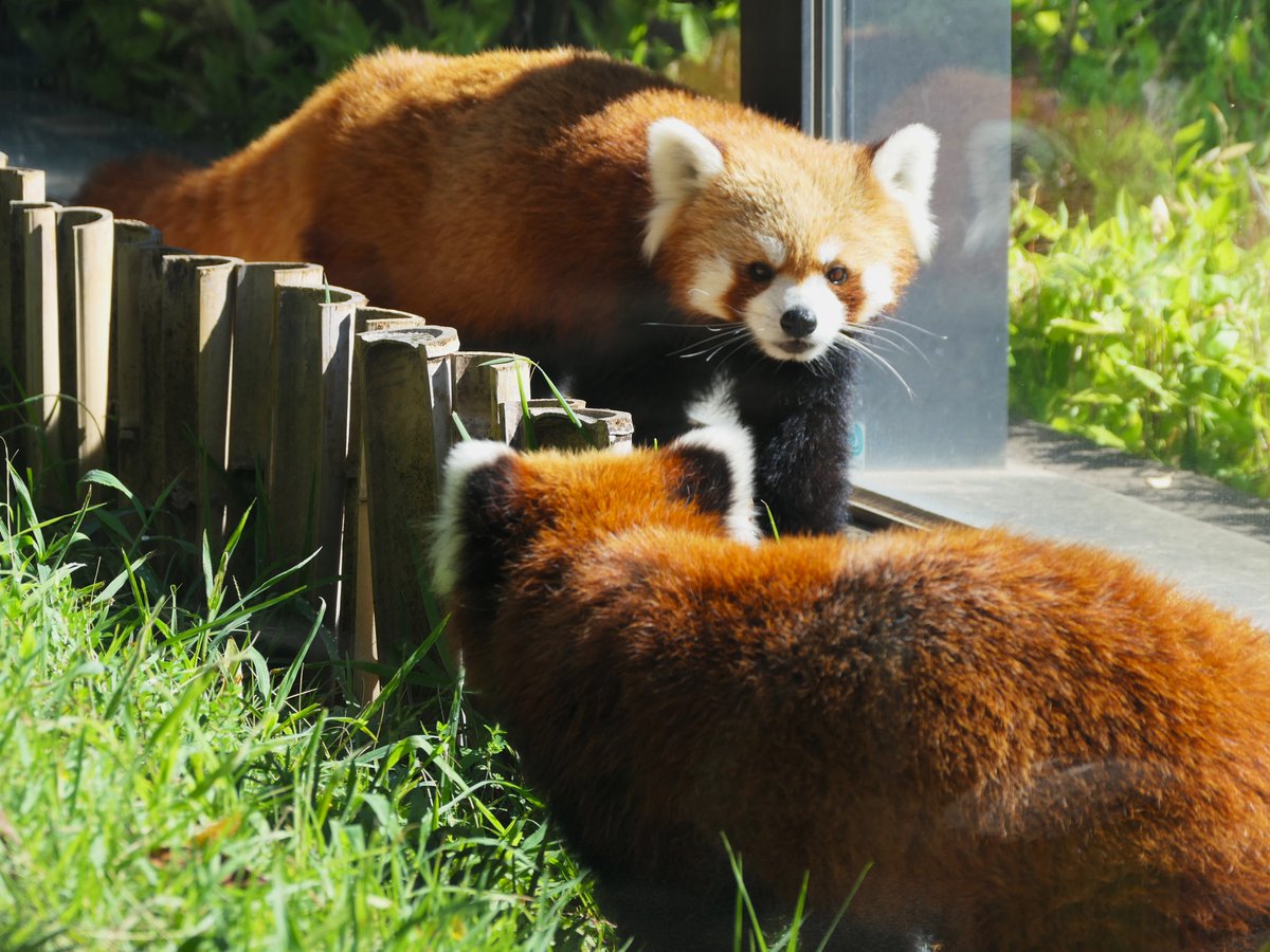 おはようございます。
今朝の動物たちの様子をお届けします。

#シセンレッサーパンダ
#朝の上野動物園
