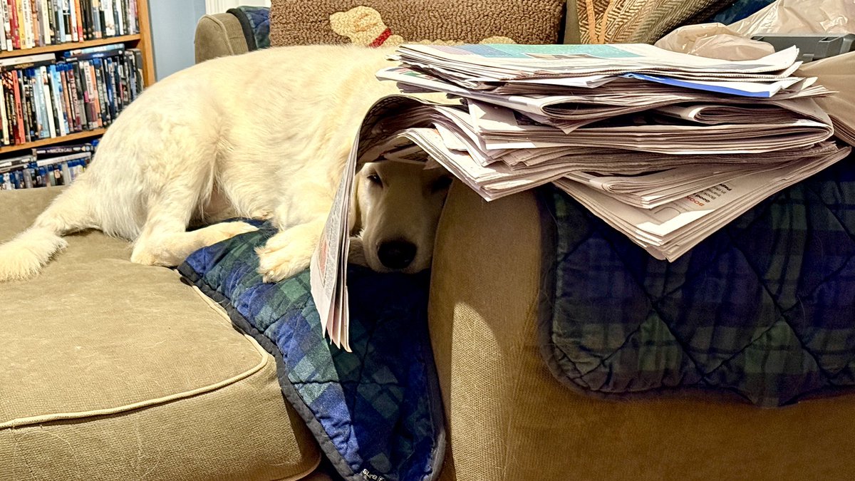“Dad says I’m sumpin’ called a ‘multi-tasker’—getting caught up on my current events, napping, and playing hide-and-seek…ALL at the same time!”
-Augie

#BrooksHaven #GoldenRetriever #grc #dogcelebration #Newspaper #nap