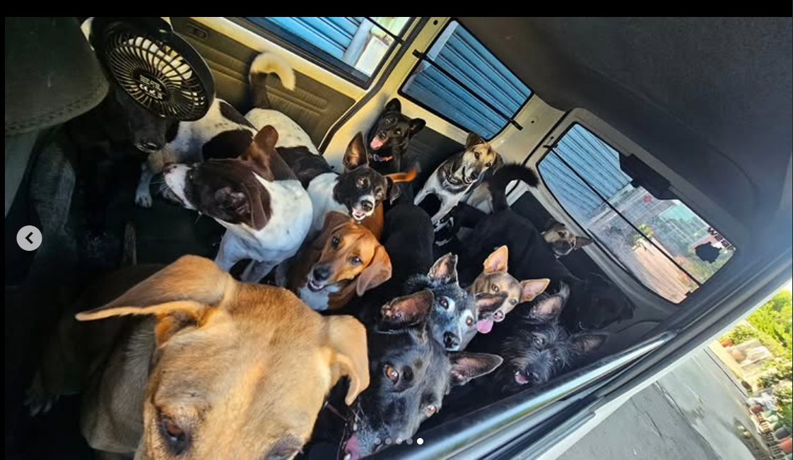 要出門買個早餐而已……🤣
#一群跟屁犬
#Dogs
#いぬ
#領養代替購買不棄養🐶🐱
#米汪寵毛住宿
#特寵業字第s1080028號