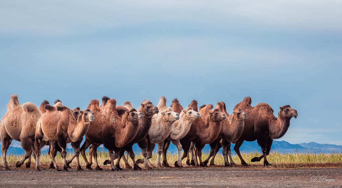 Өглөөний мэнд хүргэе.