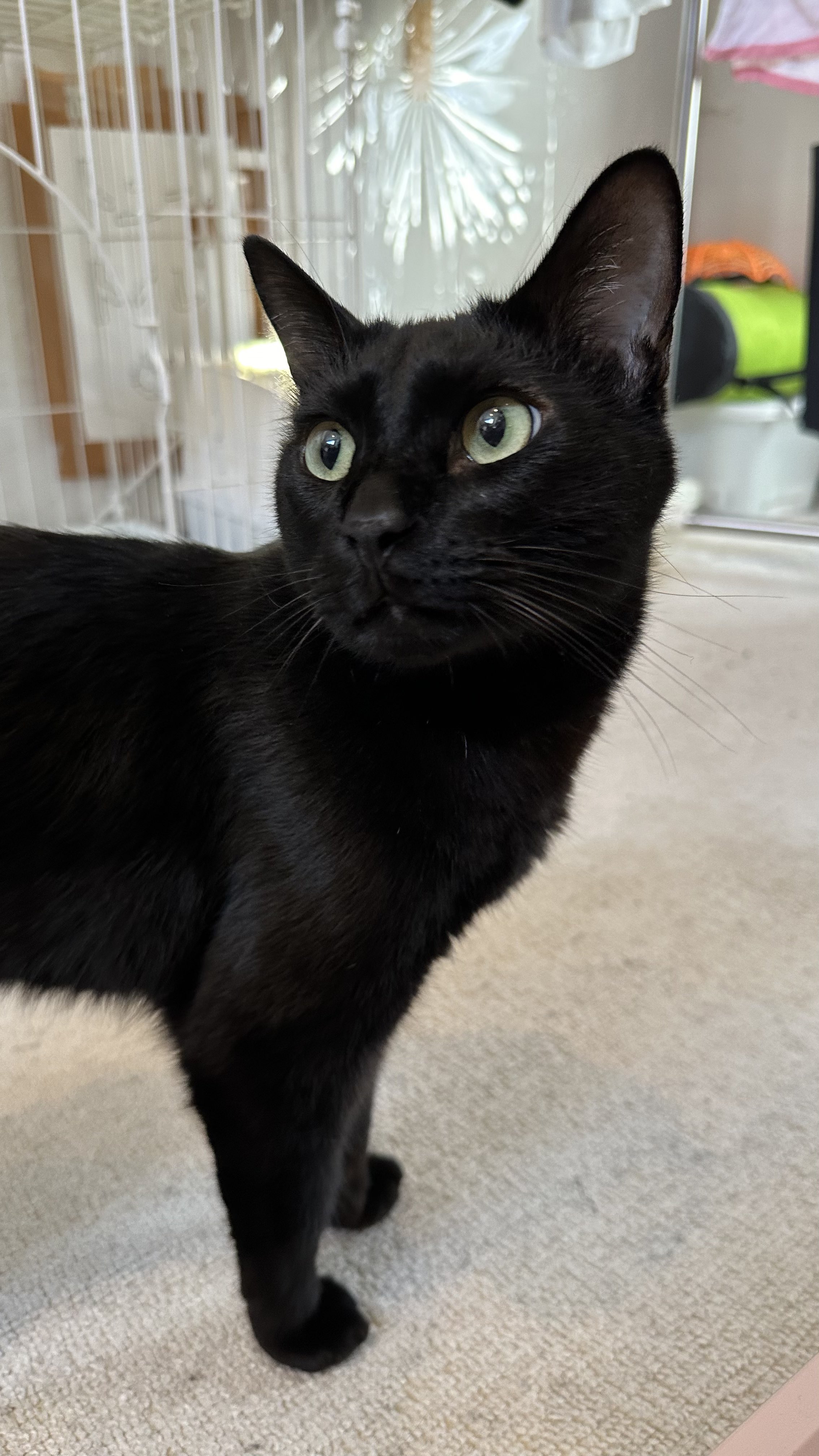 黒猫ミント様 黒猫みんと様