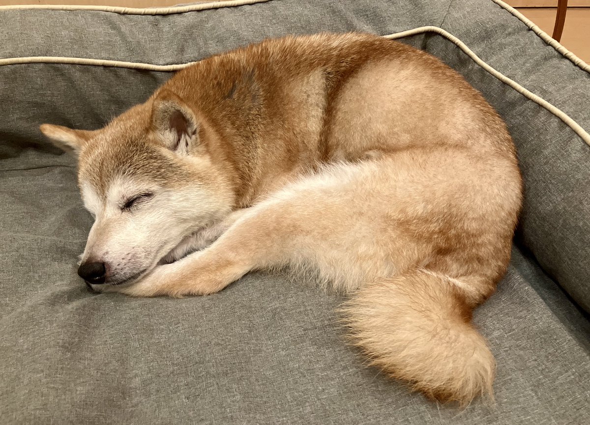 くるみさん♀

今日6日で16歳になりました㊗️🎉

ご飯はめちゃくちゃ食べるけど
少しずつ痩せていま6.5キロ。

白内障が進んで
いろんなとこにぶつかったりするけど
大きな病気もしないし毎日元気🐕

まだまだ長生きしてほしいな😊

夜はお祝いだね🍰

<a href="/kurumi090906/">✨柴犬くるみさん✨</a>

#柴犬くるみさん