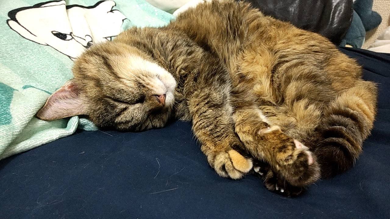 にこちゃん⭐︎引越しSALE中 GuzuTA6XgAA_wcB.jpg