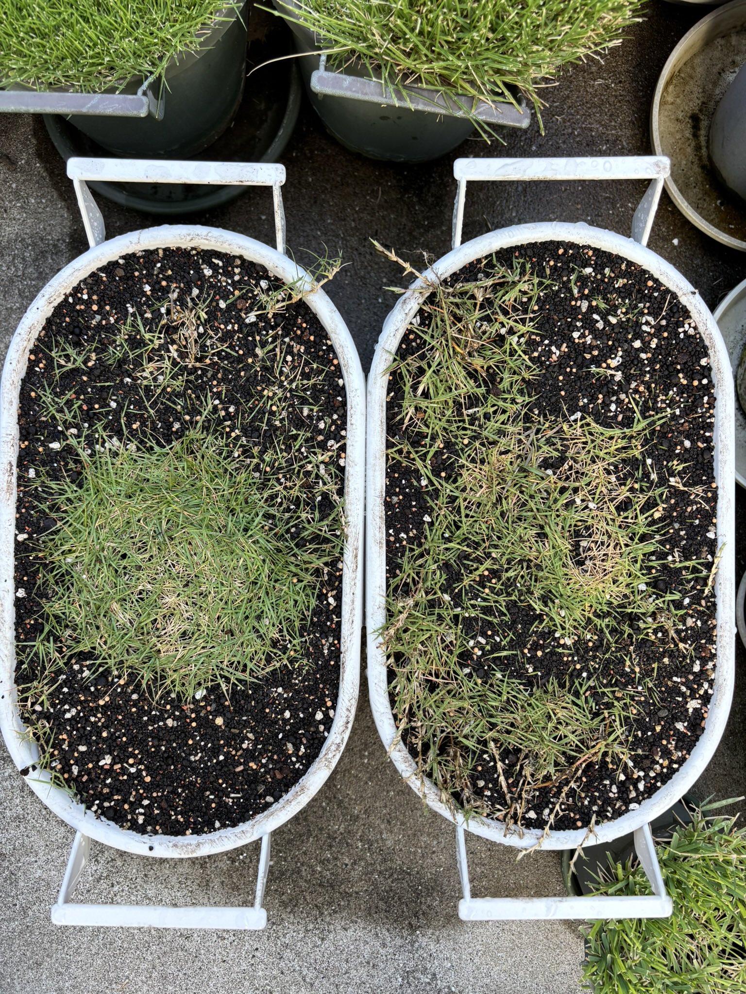隣の芝生は芝生 楽天市場】【人工芝 ロール】1m×10m 芝丈20mm リアル人工芝