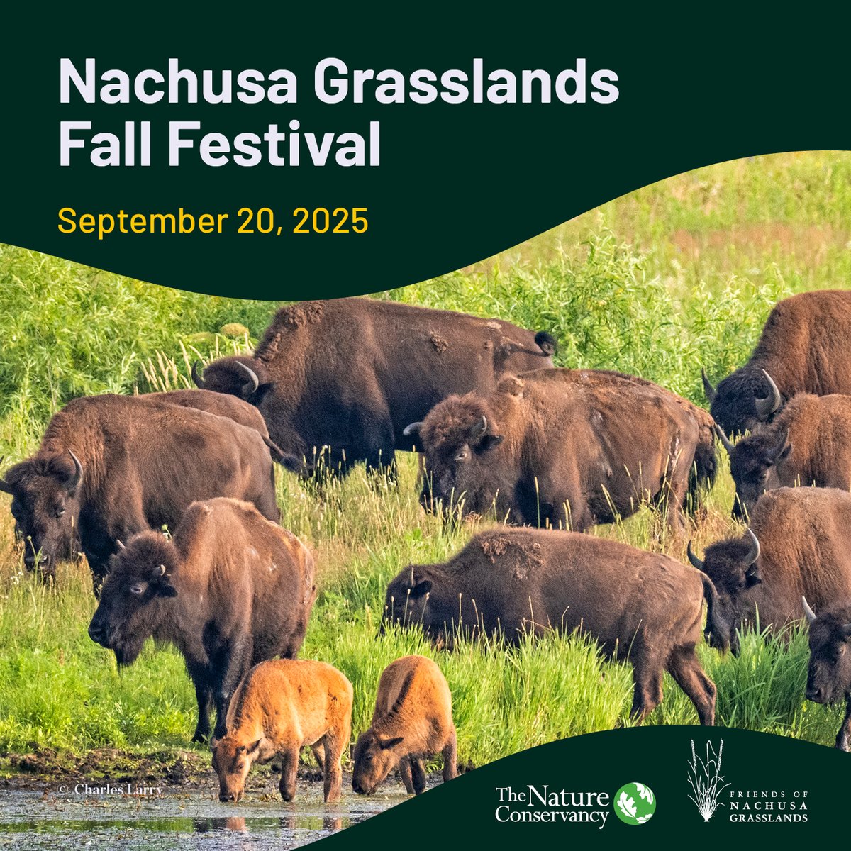 Nachusa Grasslands tweet media