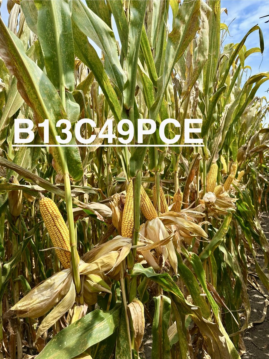 Two big pile leaders that looked great where southern rust was terrible. Both high pH leaders also. Balanced agro’s across the board. Vorceed versions available. <a href="/BrevantseedsUS/">Brevant seeds U.S.</a>