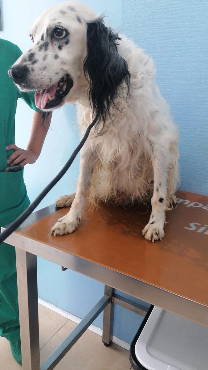 unonlus's tweet photo. #tyson #cercafamiglia
🆘️ ha 12 anni e è al rifugio da 6
#uadareggiocalabria
Il suo cuore è malato e il suo tempo sta finendo troviamogli finalmente una famiglia 🙏🏻🙏🏻🙏🏻🆘️🆘️🆘️🆘️
Per info: 3455855216 (se non risponde mandate un messaggio) https://t.co/Dw4y50rDsp