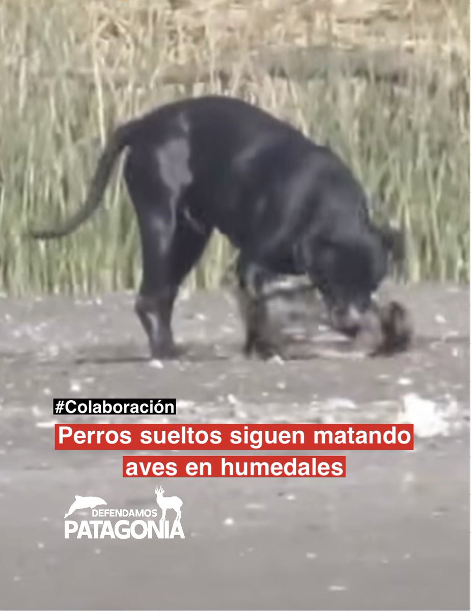 DefendamsChiloe's tweet photo. Desde Quintero nos piden esta colaboración para informar el drama de la permanente matanza de aves silvestres por parte de perros sueltos en desembocadura de río y humedal.

¿Cuando parara esta tragedia en Chile? 

¿Quienes se harán cargo? https://t.co/HLrWC0MFDb