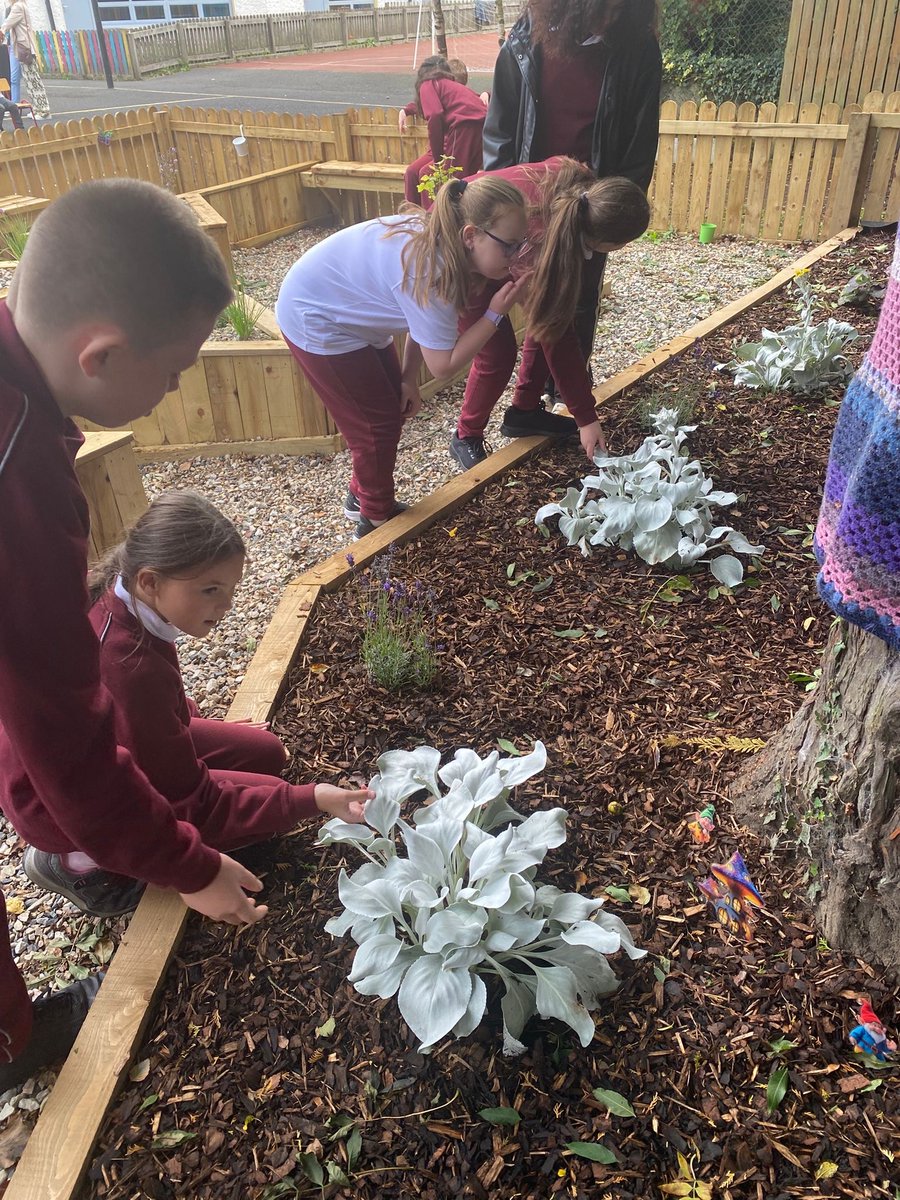 Robertstown National School tweet media