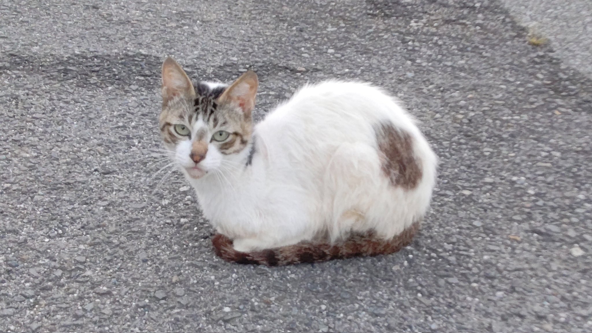 ねこ♡ Katsuya Shibuki (@neko_ptx) / X