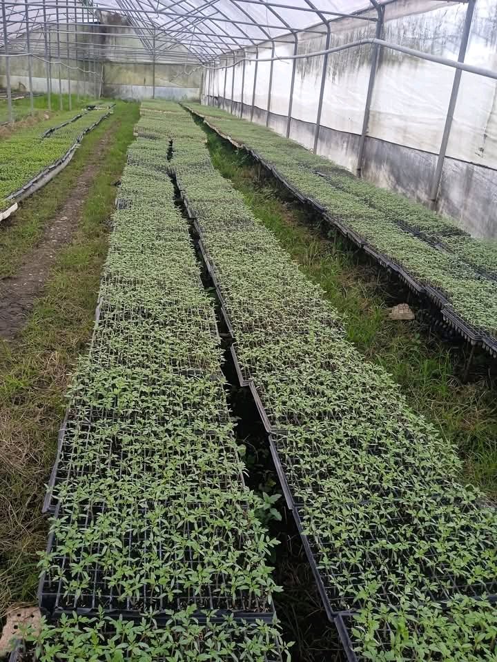 En la CCS Orlando González de #MajaguaUnida se puede constatar el estado de las posturas para asegurar la campaña de tomate , además de la existencia de posturas para otras producciones. #SinPerderUnDia
#GenteQueSuma