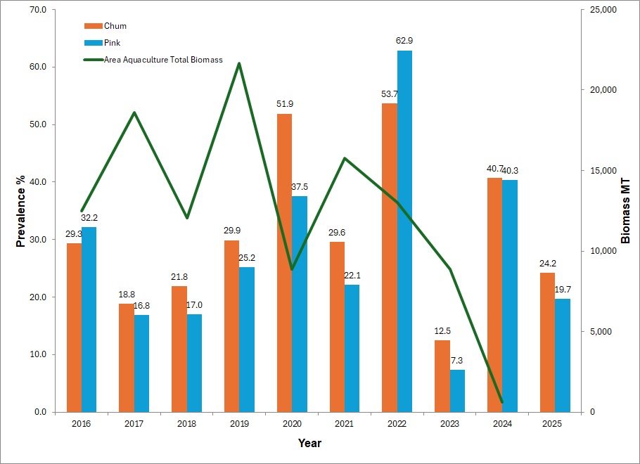 LanceStewardson's tweet photo. Peer reviewed paper finally out.  No change to #sealice levels on baby salmon in the #Broughton with the removal of #aquaculture in the region.  9 years of data between 2016 and 2024.  Results including 2025 shown below.... still.... no farms = still lice. https://t.co/UjqFcO0QGi https://t.co/kW2px9AKIG