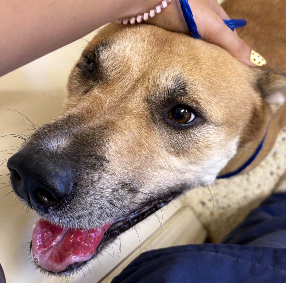Kurt would like to get out of Rocky Mount NC Shelter alive. But with only 5 pledges Kurt can’t attract a rescue to save him. Please help Kirk!! He desperately needs retweets and pledges!!  Kurt needs extra cuddles and attention, too. Lots of love for you!!! #Adopt don’t Shop!!!