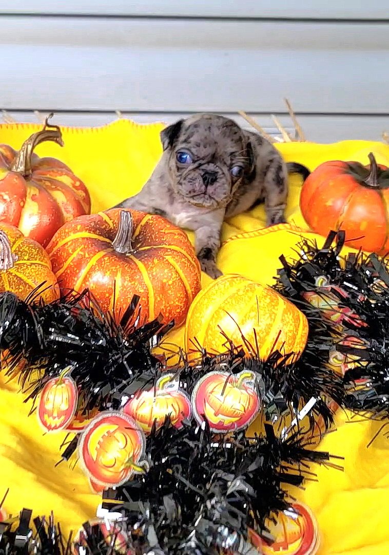 pugpartyplusone's tweet photo. And then there was one. By no fault of her home, Cara is now without her forever family. I know it won't take long before she finds it. She's the runt and has a different birthday than everyone else!
#pugpartyplusone #frug #frugs https://t.co/EWMtOsd2PL