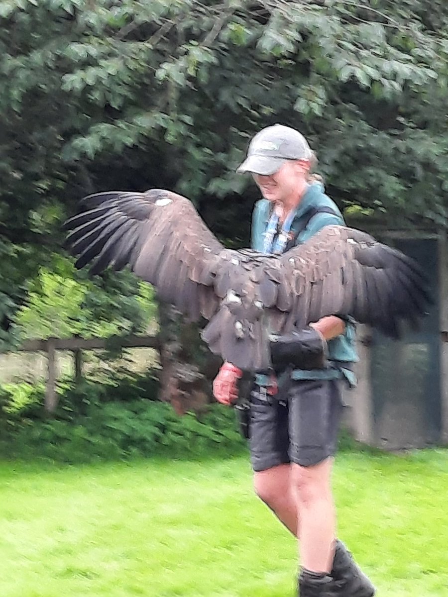 Lymphoma Lass (@lymphomalass) on Twitter photo Tomorrow (Saturday 6th September 2025) is International Vulture Awareness Day and the team at the <a href="/LakesWildlife/">Lakes Wildlife Park</a> are drawing the raffle then for my portrait of Gonzo, the hooded vulture who lives at the Park, as well as a host of other vulture themed prizes. Tomorrow (Saturday 6th September 2025) is International Vulture Awareness Day and the team at the <a href="/LakesWildlife/">Lakes Wildlife Park</a> are drawing the raffle then for my portrait of Gonzo, the hooded vulture who lives at the Park, as well as a host of other vulture themed prizes.