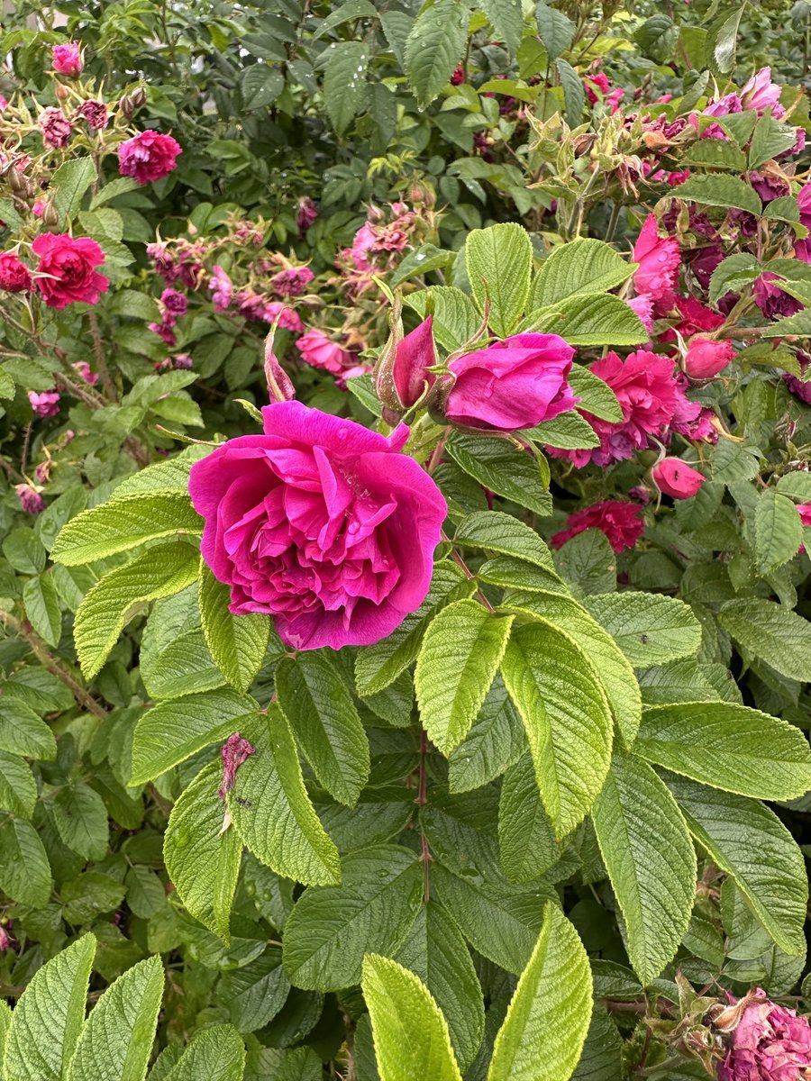 tinykarin's tweet photo. Their summer is winding down but they’re still spreading joy 
#roses #garden #flowers https://t.co/pQhGhBiJ18