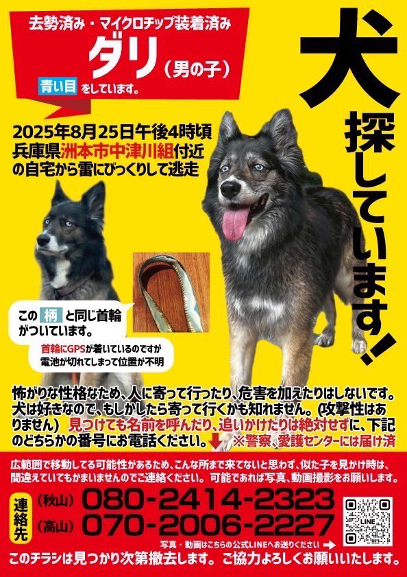 おはようございます！新しいチラシができたとのことで、こちらは詳しい情報が入っています。再度拡散のご協力よろしくお願いします🙏🙇‍♀️

2025.8.25 16時頃
兵庫県洲本市中津川組にある自宅から
雷の音にびっくりして逃走しました
逃走後の目撃が1件もありません