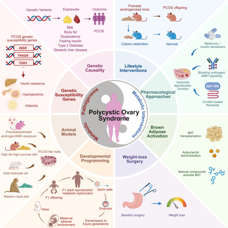 New!  Online now: Polycystic ovary syndrome: A metabolic disorder with therapeutic opportunities dlvr.it/TMvbXQ