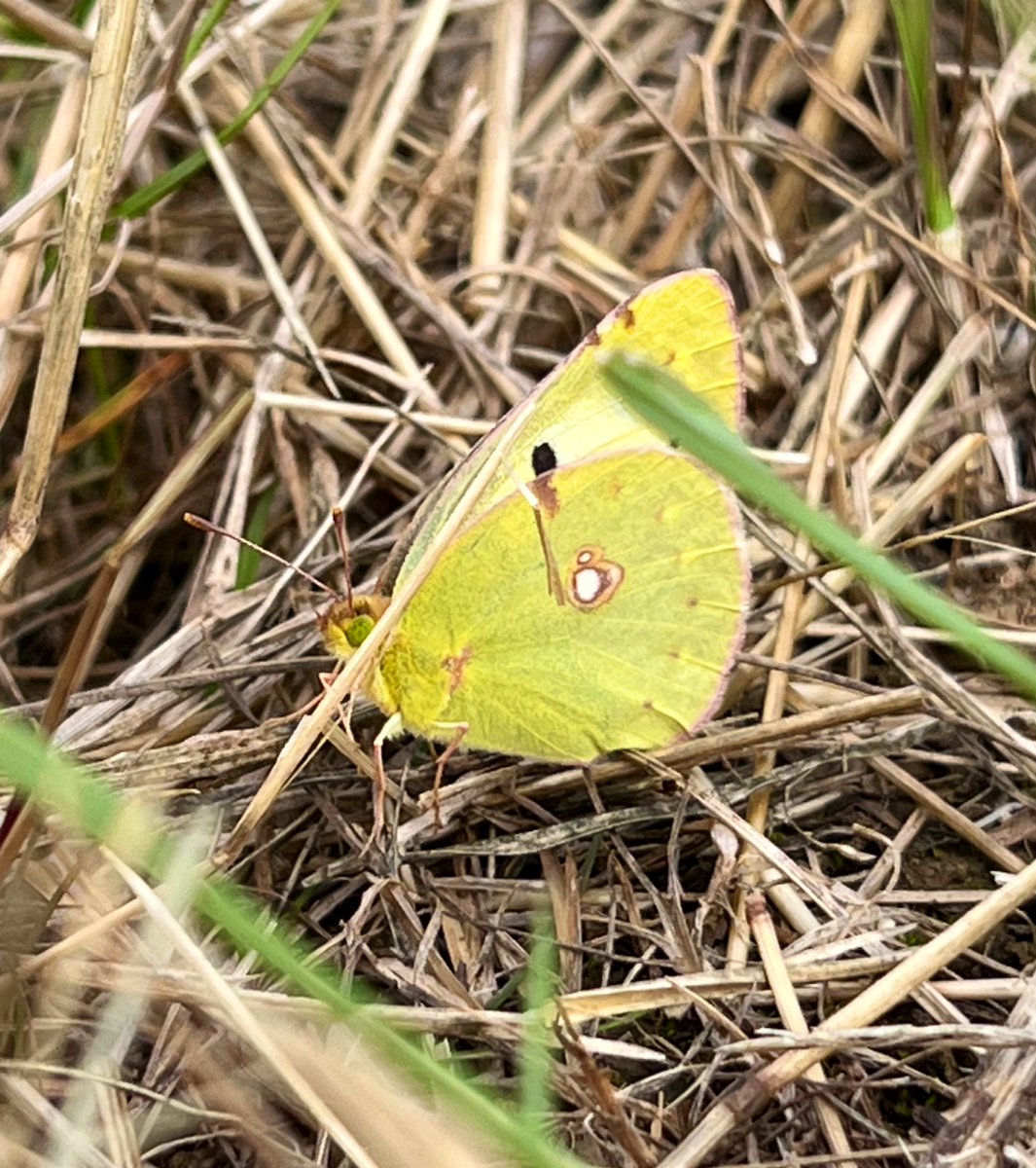 Joel Ashton 🍃🌳🍃 tweet media