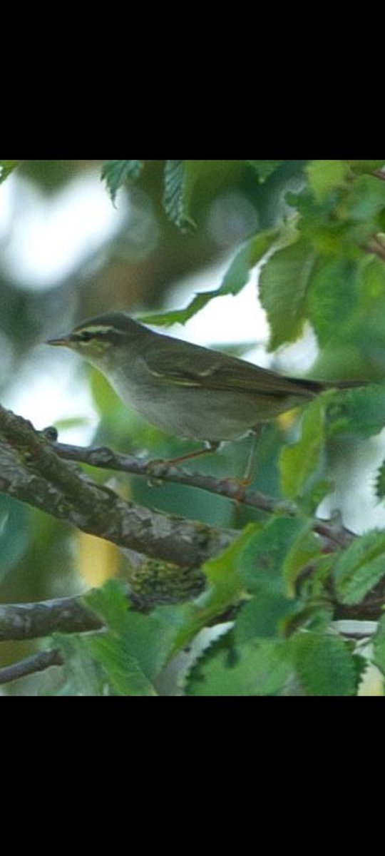 At Saint Stephens Church great wigborough a Arctic warbler found by Sean Nixon &amp; Chris Poole at 15.53pm,by 16.07pm photos confirmed it. Next hour plus it went missing refound by S Reed &amp; D Underwood 
Photos by Simon patient 
  <a href="/EssexBirdNews/">EBwS Bird News</a>  .