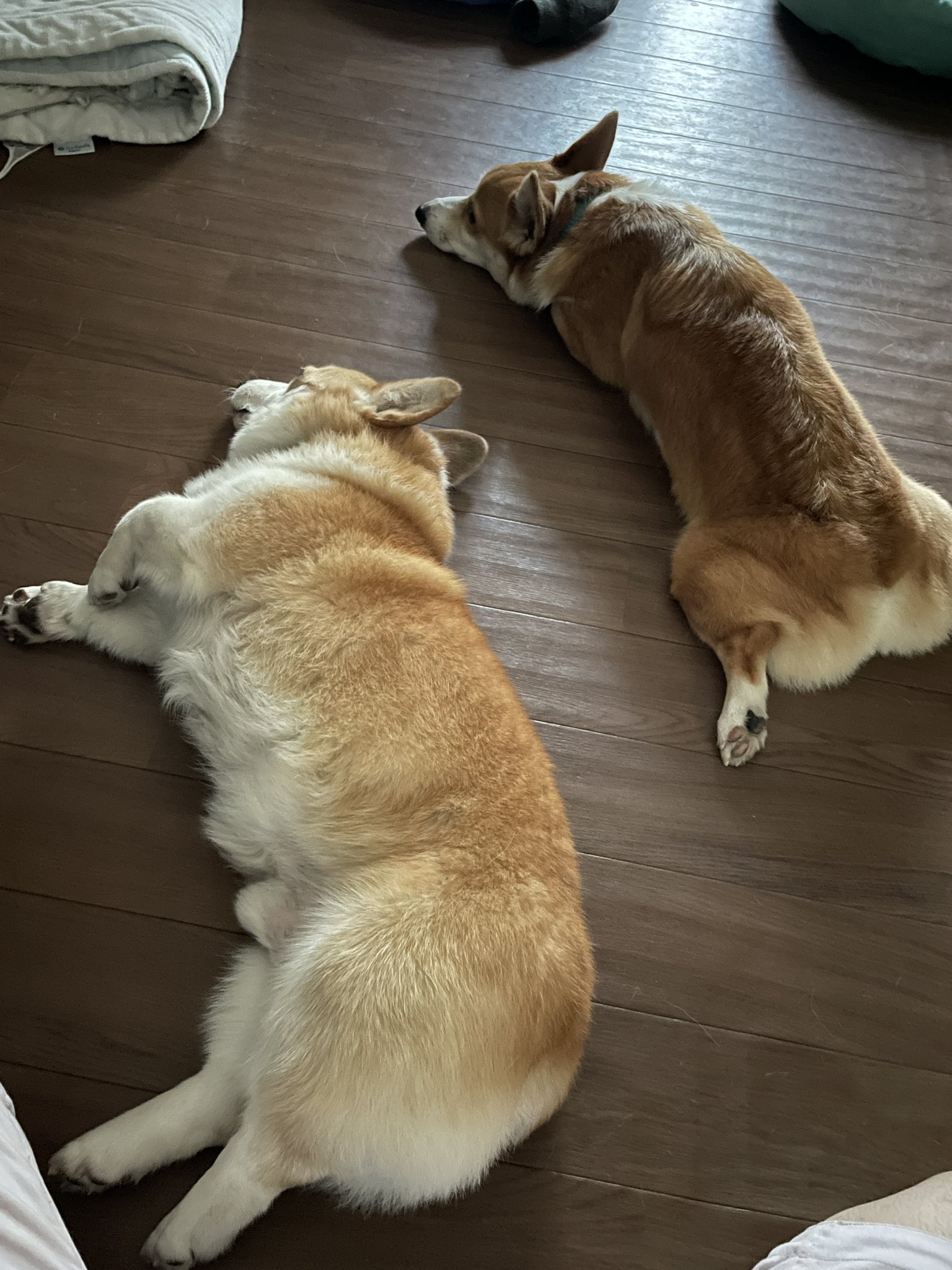 【連休最終値下げ☆】corgi-corgi コーギーコーギー パイレーツ ハット 連休最終値下げ☆】corgi-corgi コーギーコーギー パイレーツ