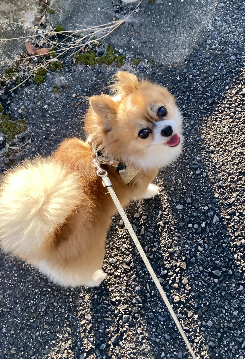 今朝は涼しい🥱
ようやく秋が訪れたかな…

…と思わせて日が昇るとやっぱり暑い😩

 #暑くなって来たんだけどの顔