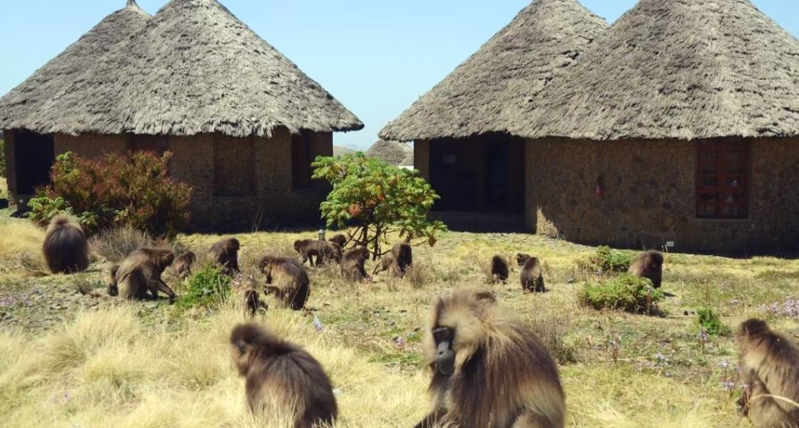 Exoticethiopian's tweet photo. Luxury Meets Wilderness!
Wake up in a boutique eco-retreat, trek through majestic highlands, & ... https://t.co/o61mOQyBeW
#LuxuryInTheWild #FindYourVibes #EcoLuxuryTravel #VisitEthiopia #TravelToEthiopia #LandOfOrigins #ExploreEthiopia #BucketListAdventures #WildernessLuxury https://t.co/cYMectUzK1