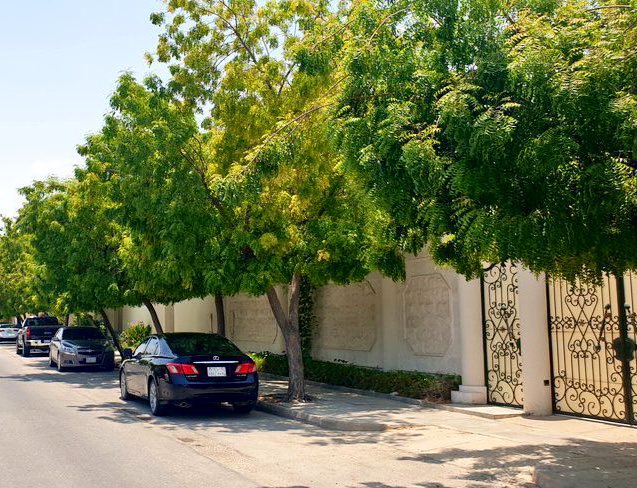 karemhamd92's tweet photo. • لمن يبحث عن أشجار ظلٍّ وآمنة للمنزل 🏡
هذه قائمة اشجار مجرّبة تعطي جمال للمكان 

• أكاسيا جلوكا
• النيم
• الياسمين الهندي
• المورين��ا
• الزنزلخت
• الخبيز الساحلي
• التيرميناليا منتالي

#السعودية_الخضراء 🍃 https://t.co/beLVYWyjuY