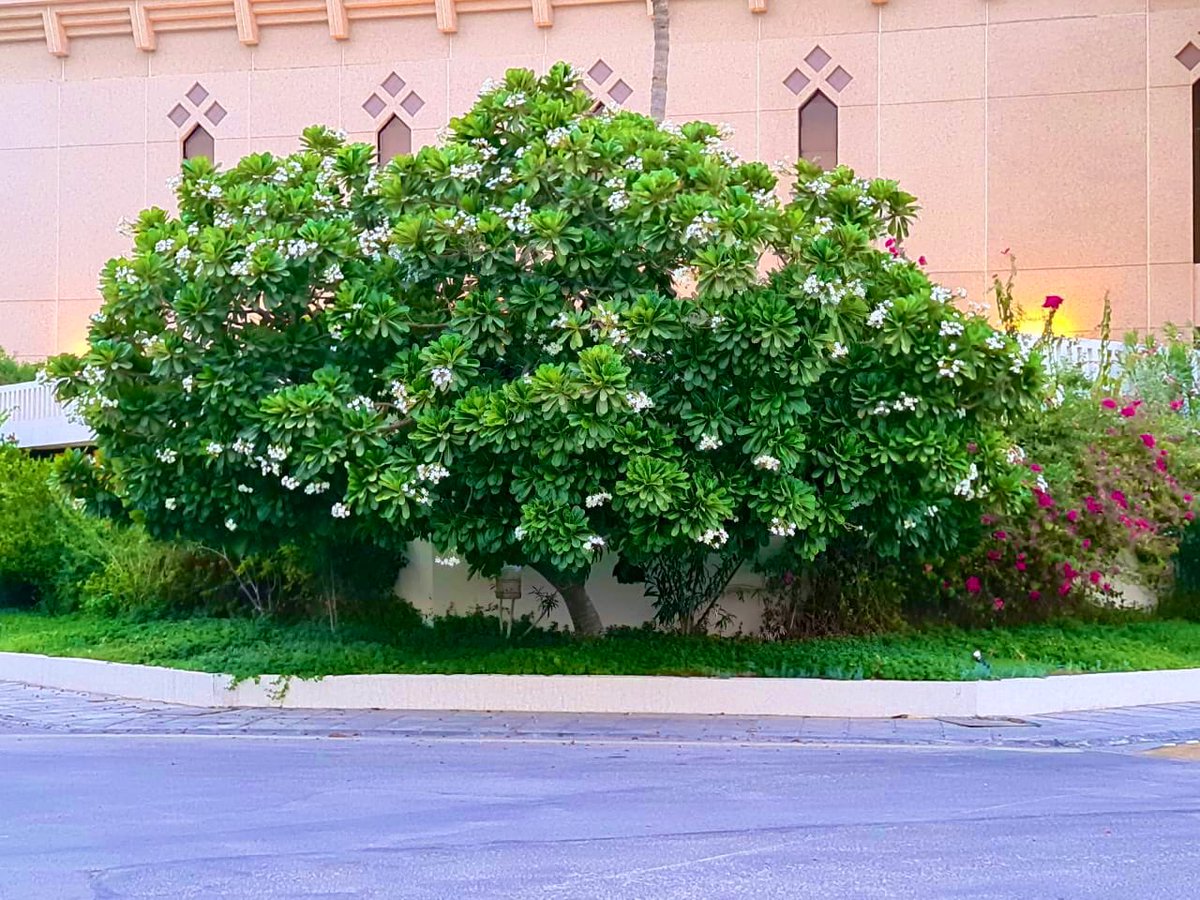 karemhamd92's tweet photo. • لمن يبحث عن أشجار ظلٍّ وآمنة للمنزل 🏡
هذه قائمة اشجار مجرّبة تعطي جمال للمكان 

• أكاسيا جلوكا
• النيم
• الياسمين الهندي
• المورين��ا
• الزنزلخت
• الخبيز الساحلي
• التيرميناليا منتالي

#السعودية_الخضراء 🍃 https://t.co/beLVYWyjuY